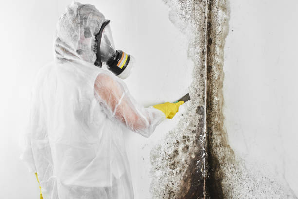 Best Mold Cleaning Services  in Mancelona, MI