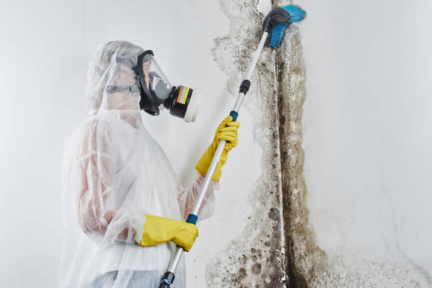 Best Fast Mold Removal  in Mancelona, MI