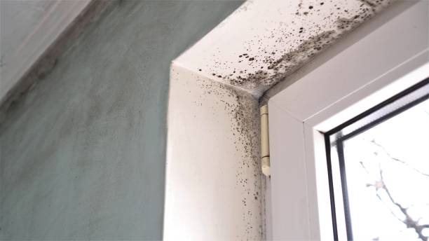 Best Mold Cleaning Services  in Mancelona, MI