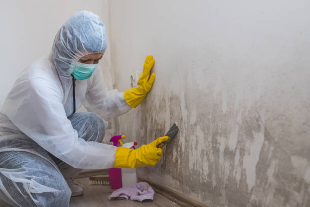 Best Office Mold Removal Services  in Mancelona, MI