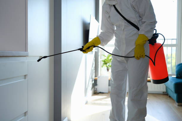 Best Mold Removal Process  in Mancelona, MI