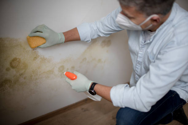 Best Certified Mold Removal  in Mancelona, MI