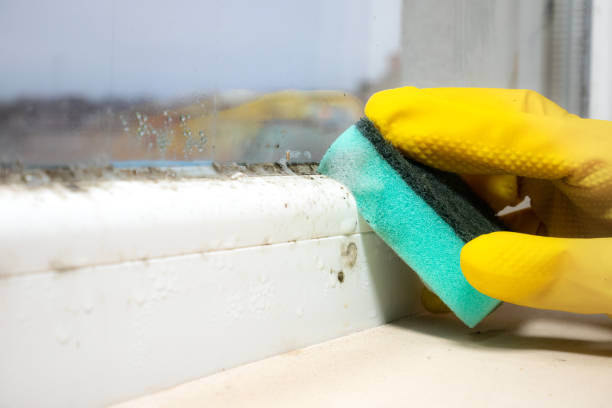 Best Residential Mold Removal  in Mancelona, MI